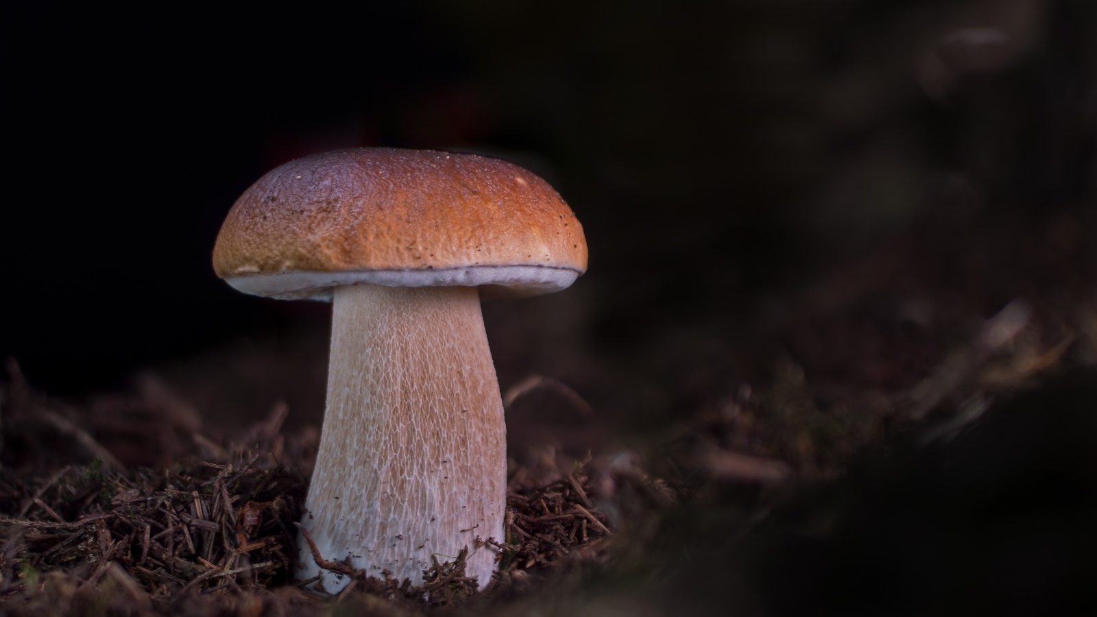 Большой белый гриб растет в лесу