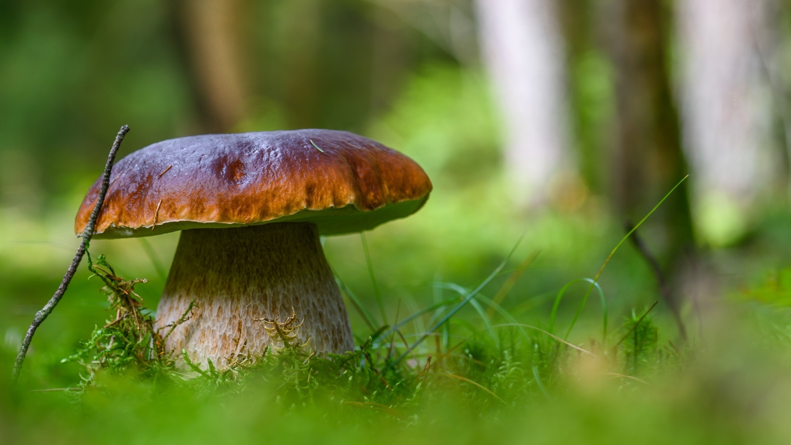 Большой белый гриб в лесу крупным планом