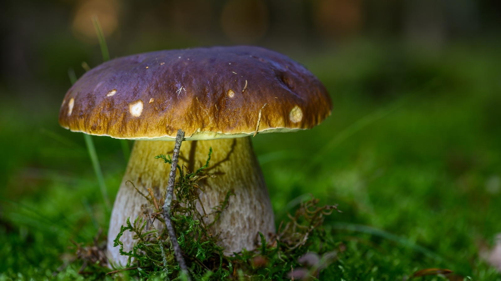 Большой белый гриб на зеленом мху в лесу