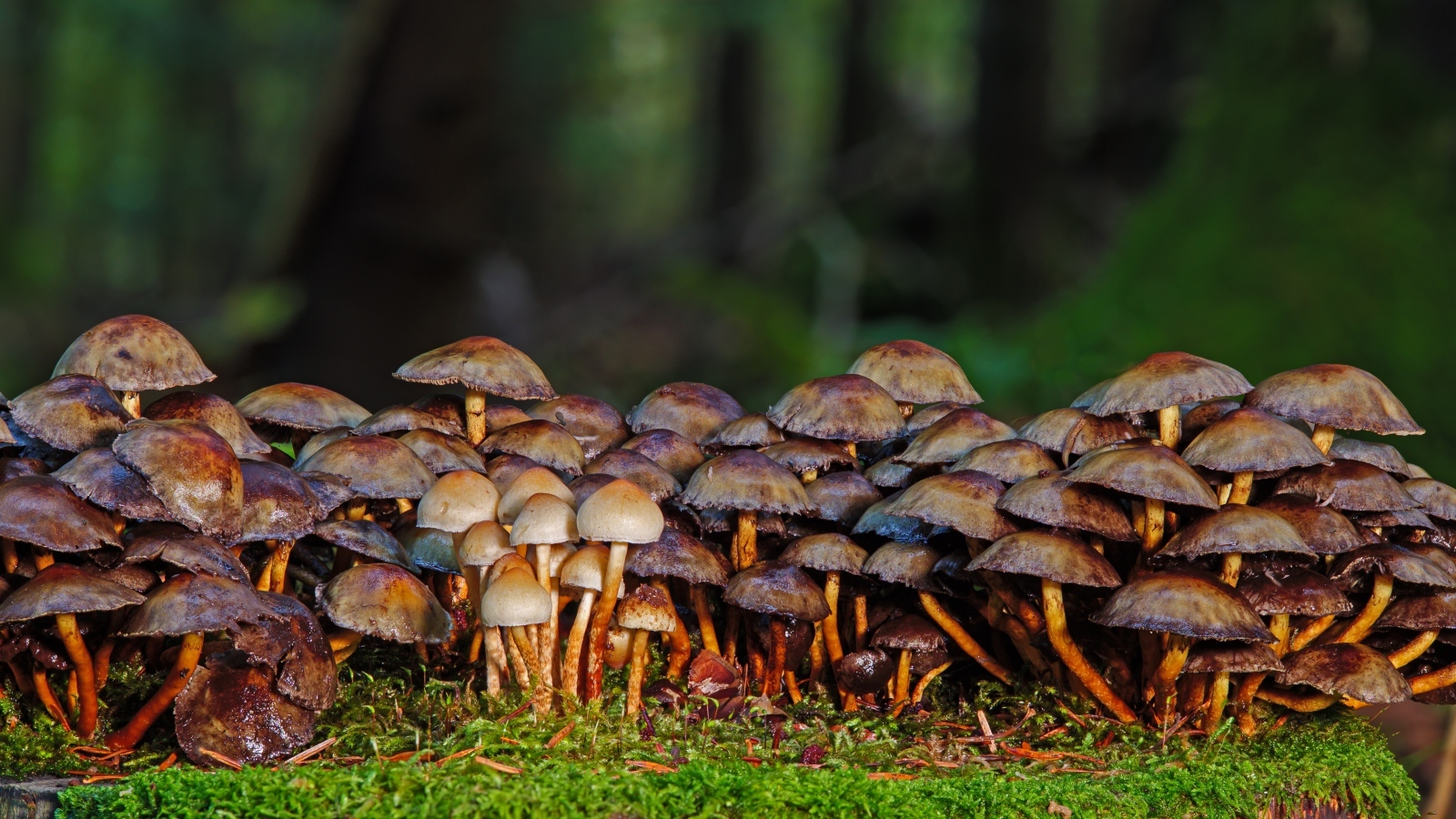 Много поганок в осеннем лесу