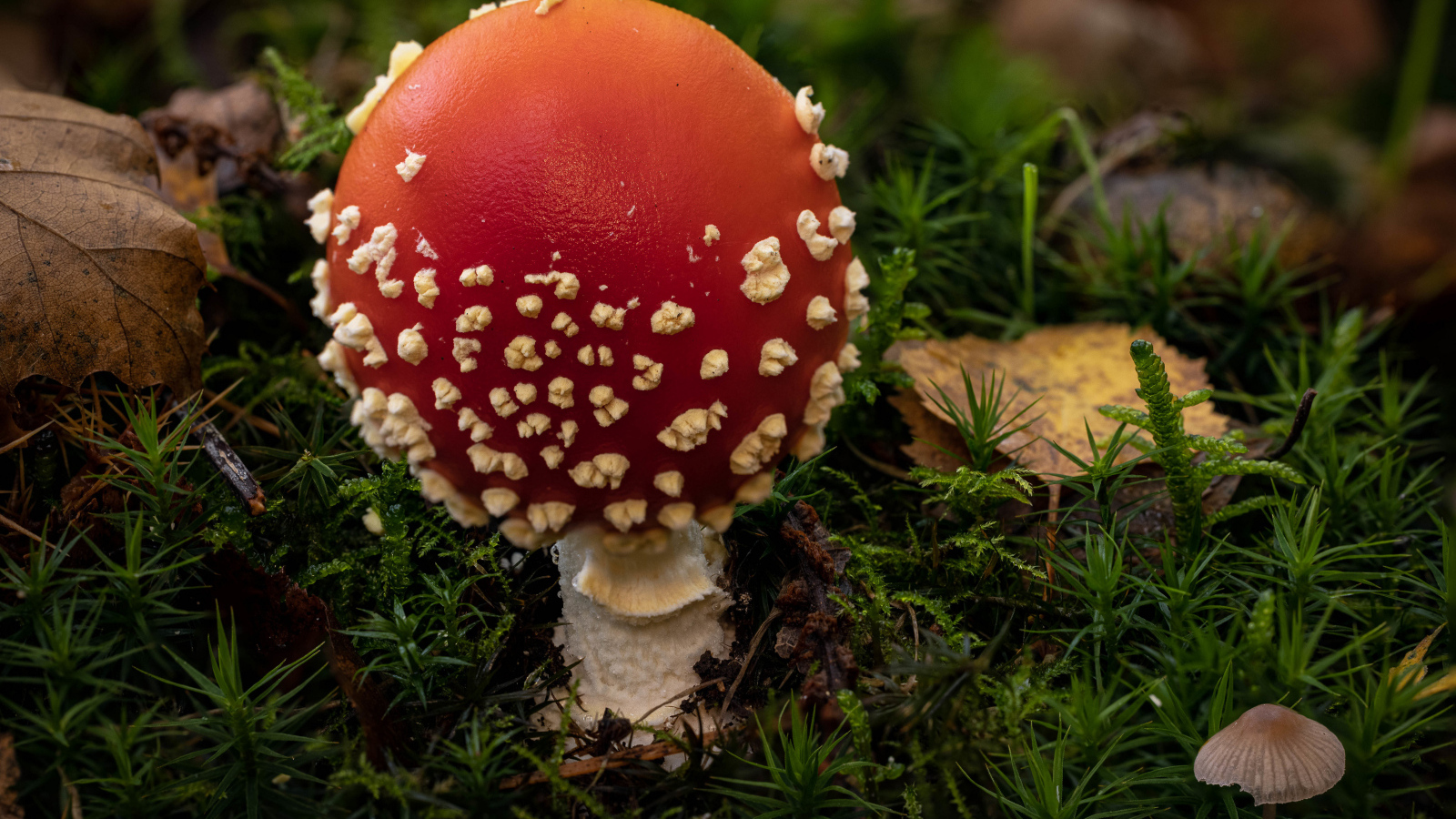 Красный гриб мухомор с белыми точками