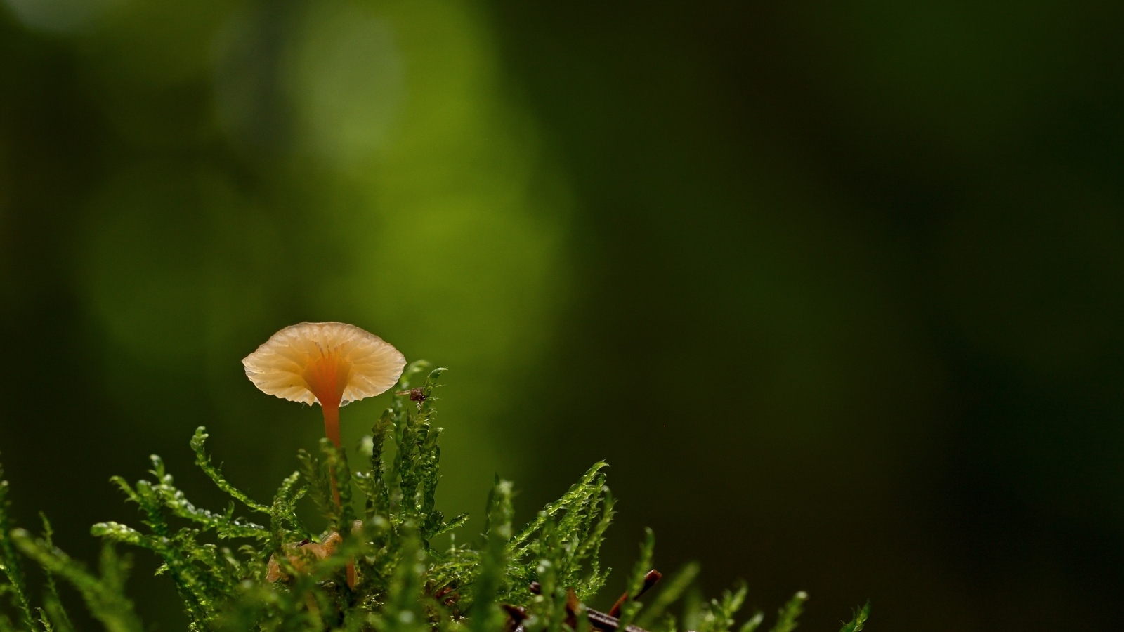Маленький гриб поганка в зеленом мху