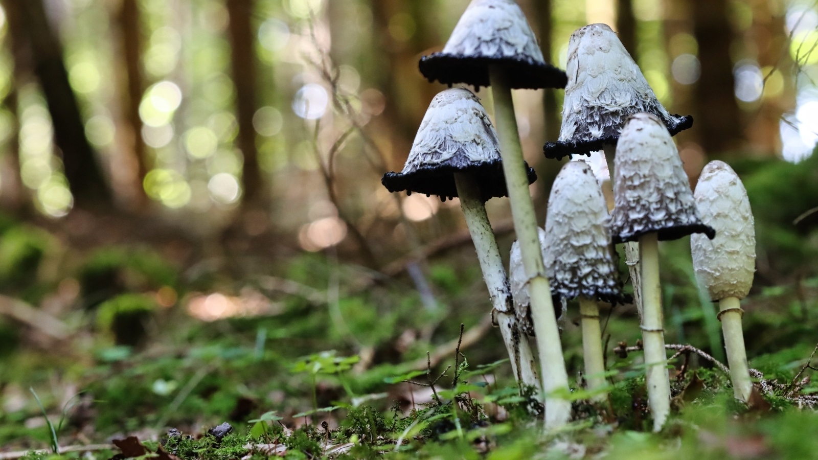 Грибы поганки растут в лесу