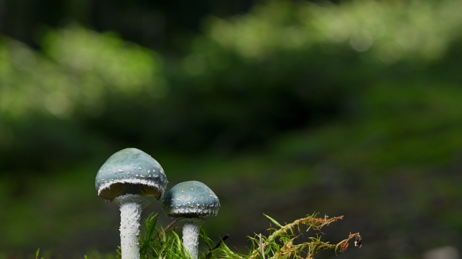 Два гриба и зеленый мох крупным планом