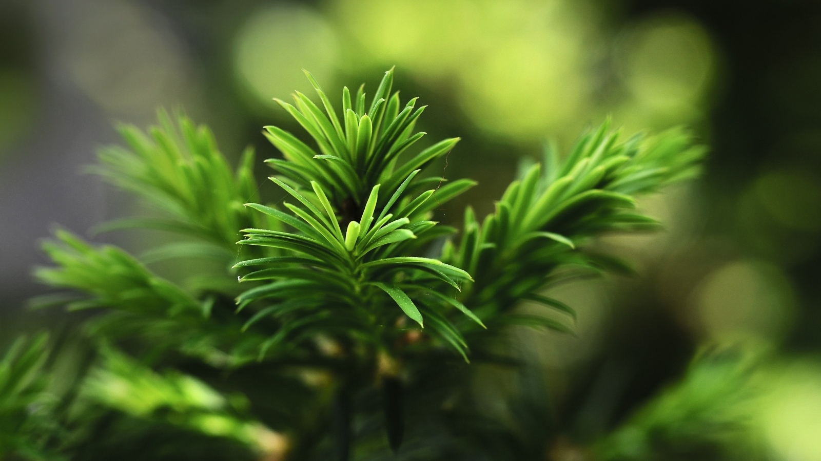 Нежная зеленая ветка молодой ели