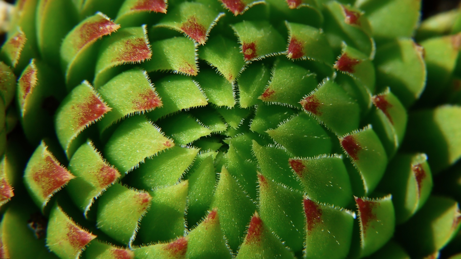 Красивый зеленый артишок крупным планом