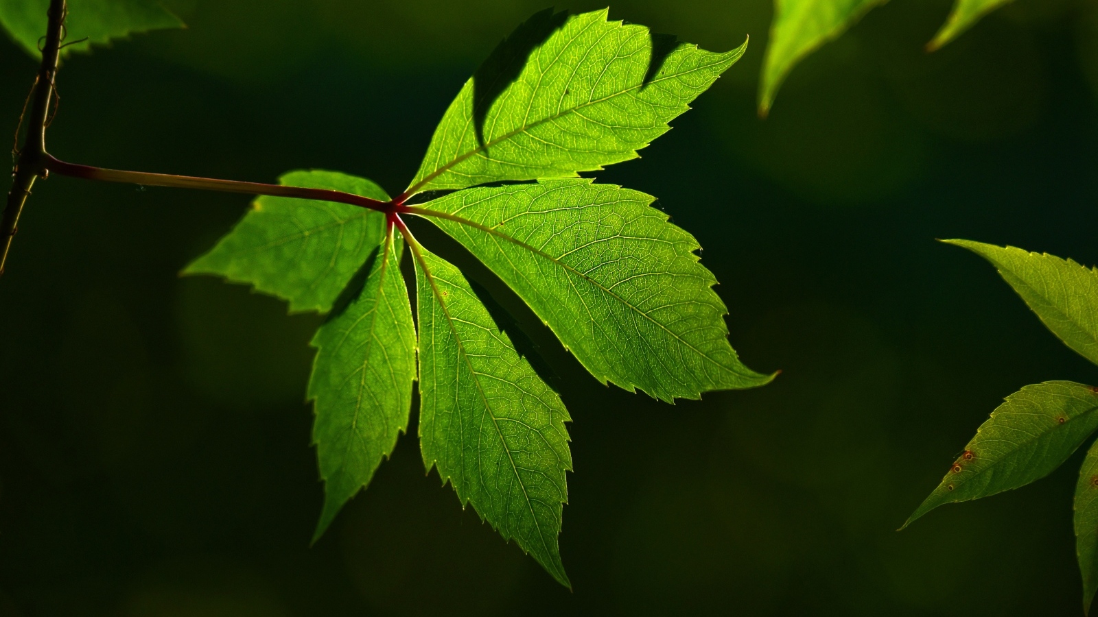 Красивый зеленый лист декоративного винограда