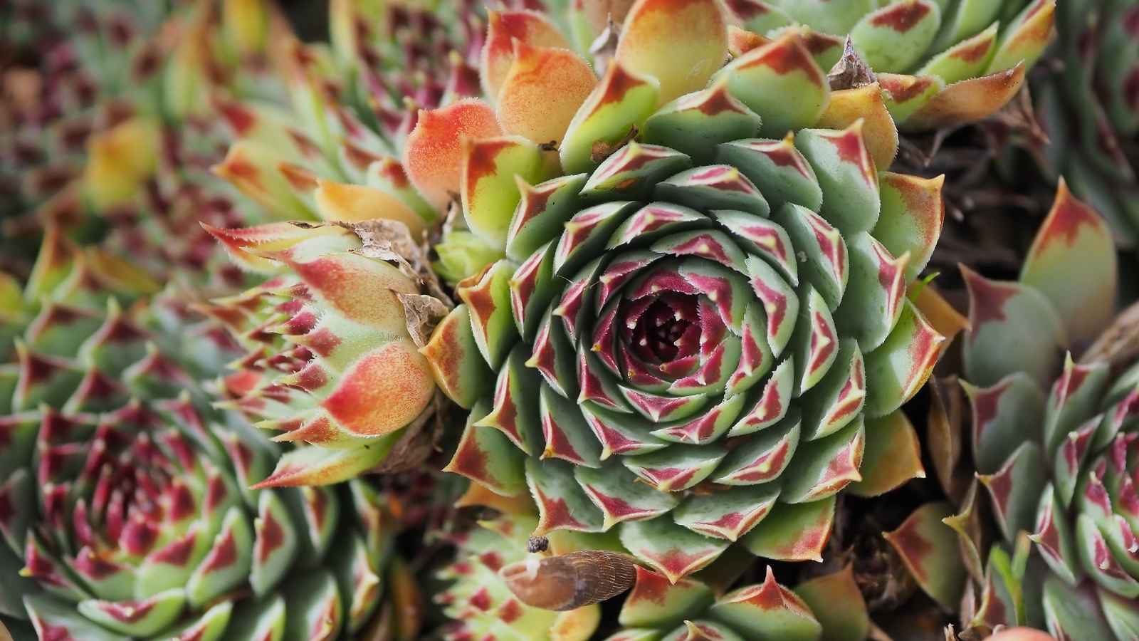 Красивое растение молодило