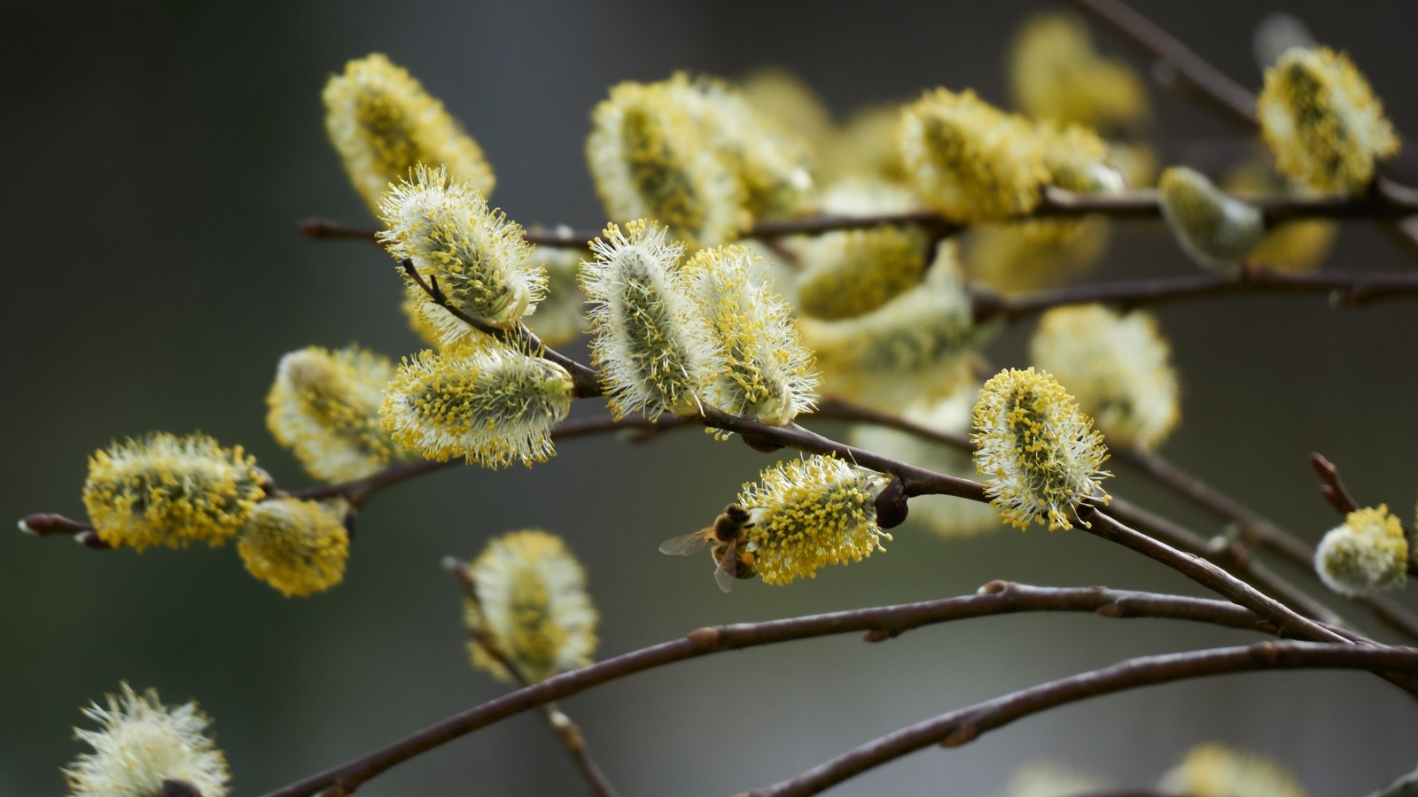 Красивые молодые ветки вербы весной