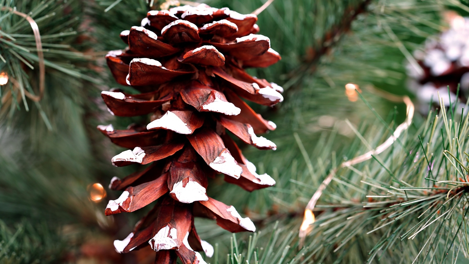 Большая коричневая шишка на еловой ветке