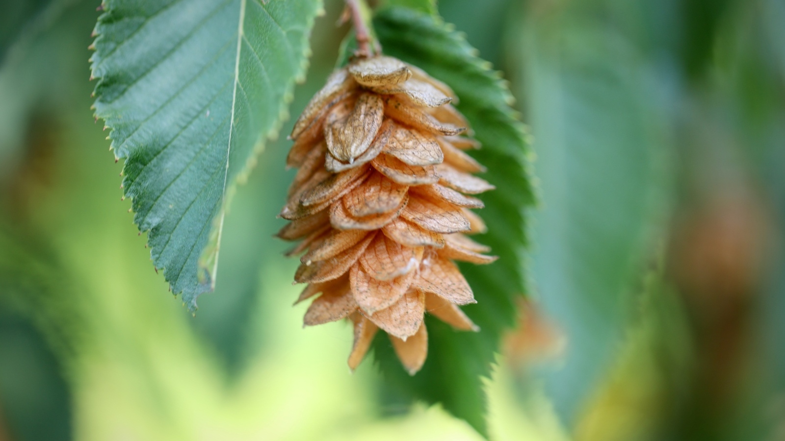 Шишка на ветке крупным планом