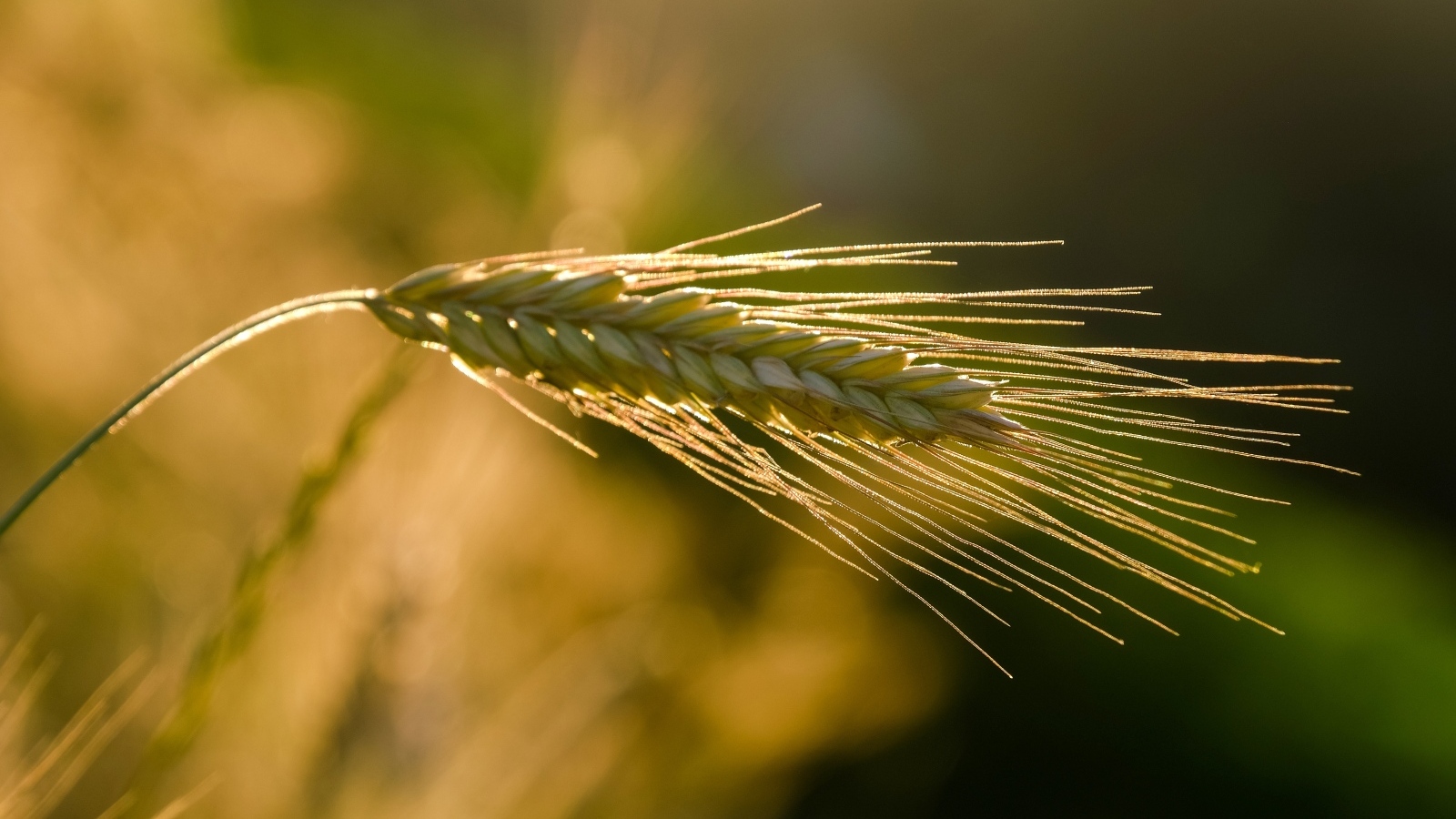 Зеленый колос пшеницы в лучах солнца