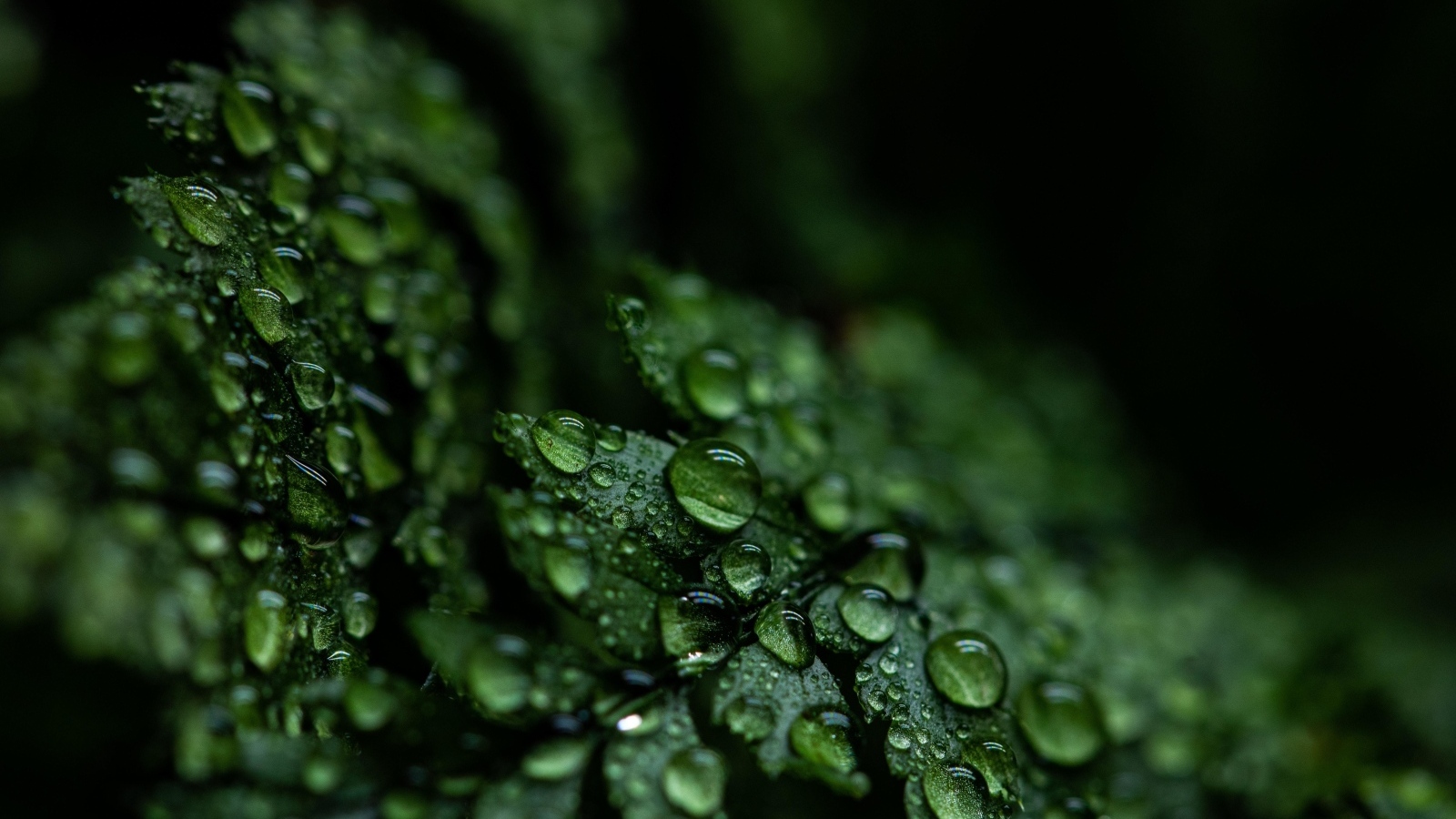 Зеленые листья папоротника в каплях росы крупным планом