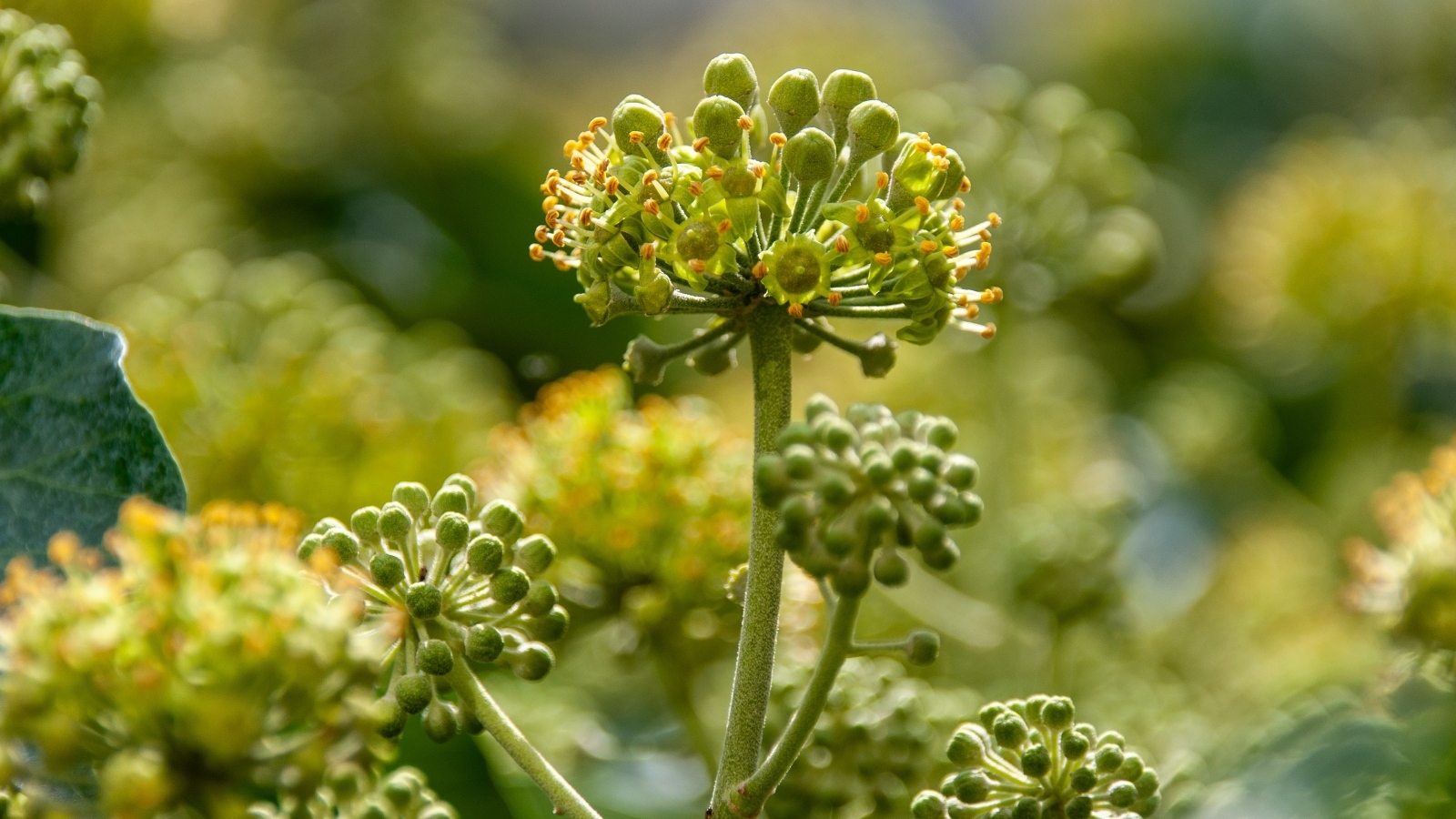 Зеленое растение борщевик