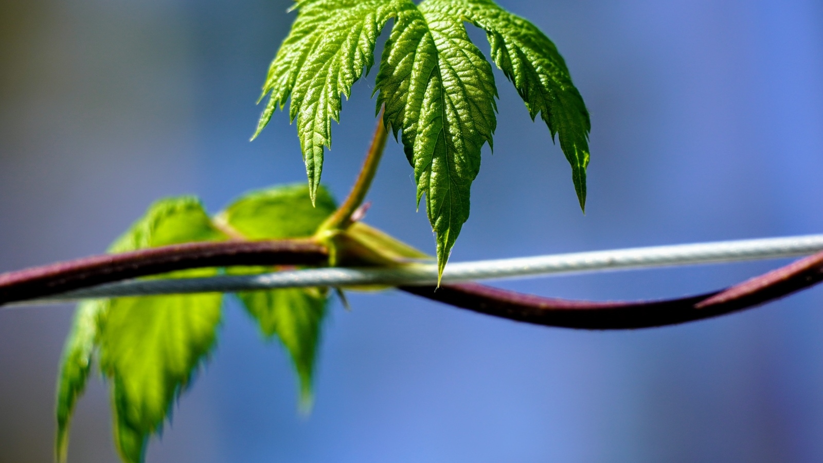 Зеленые листья хмеля на лозе