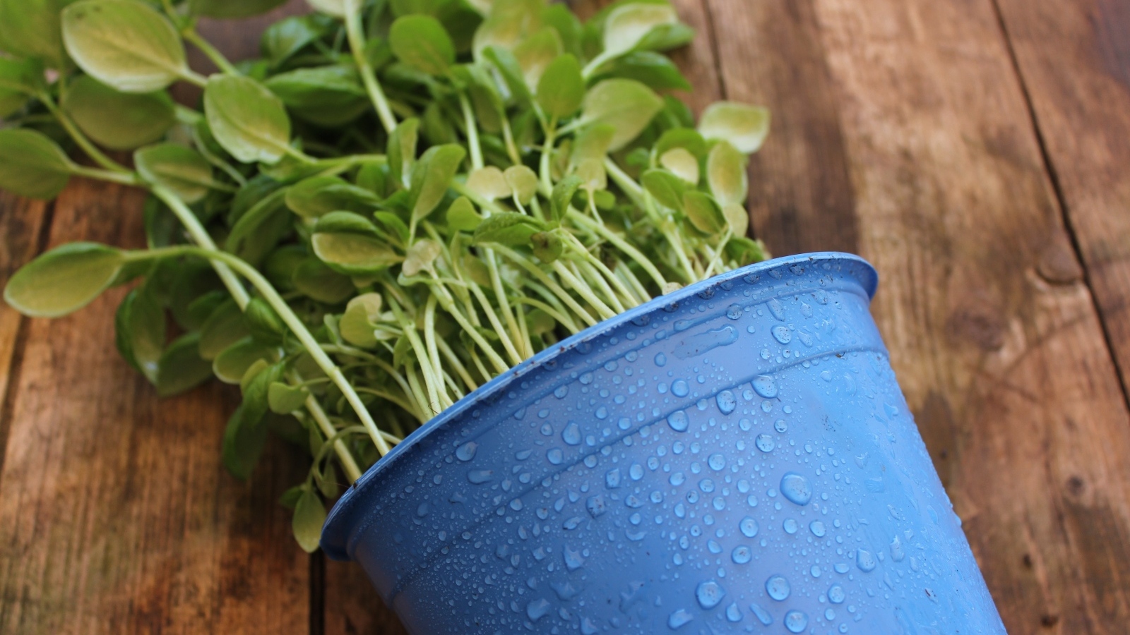 Зеленое растение в голубом горшке