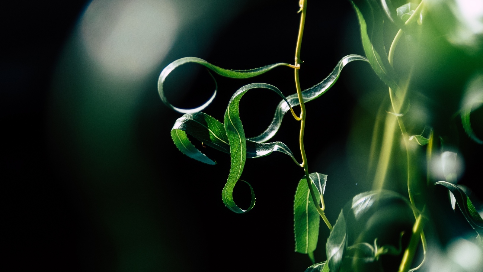 Зеленые листья вербы на тонких ветках