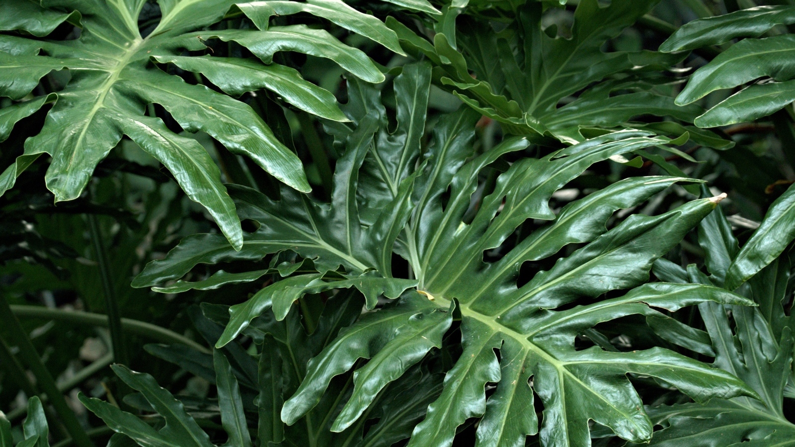 Большие зеленые листья растения филодендрон