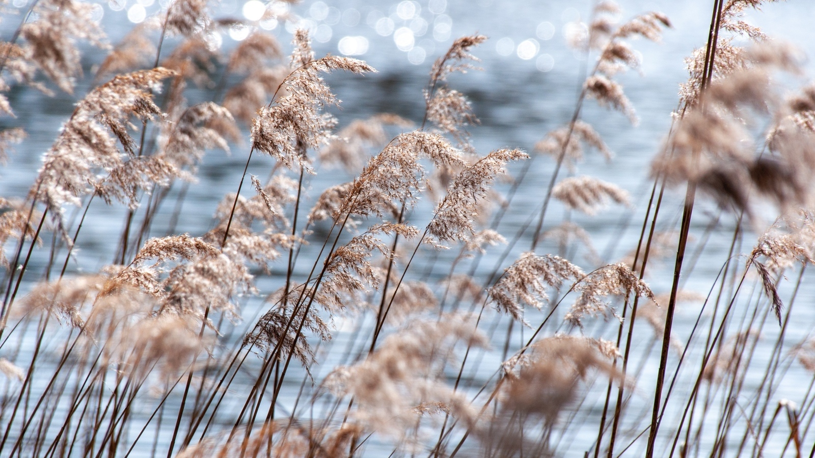 Пампасная трава растет у воды