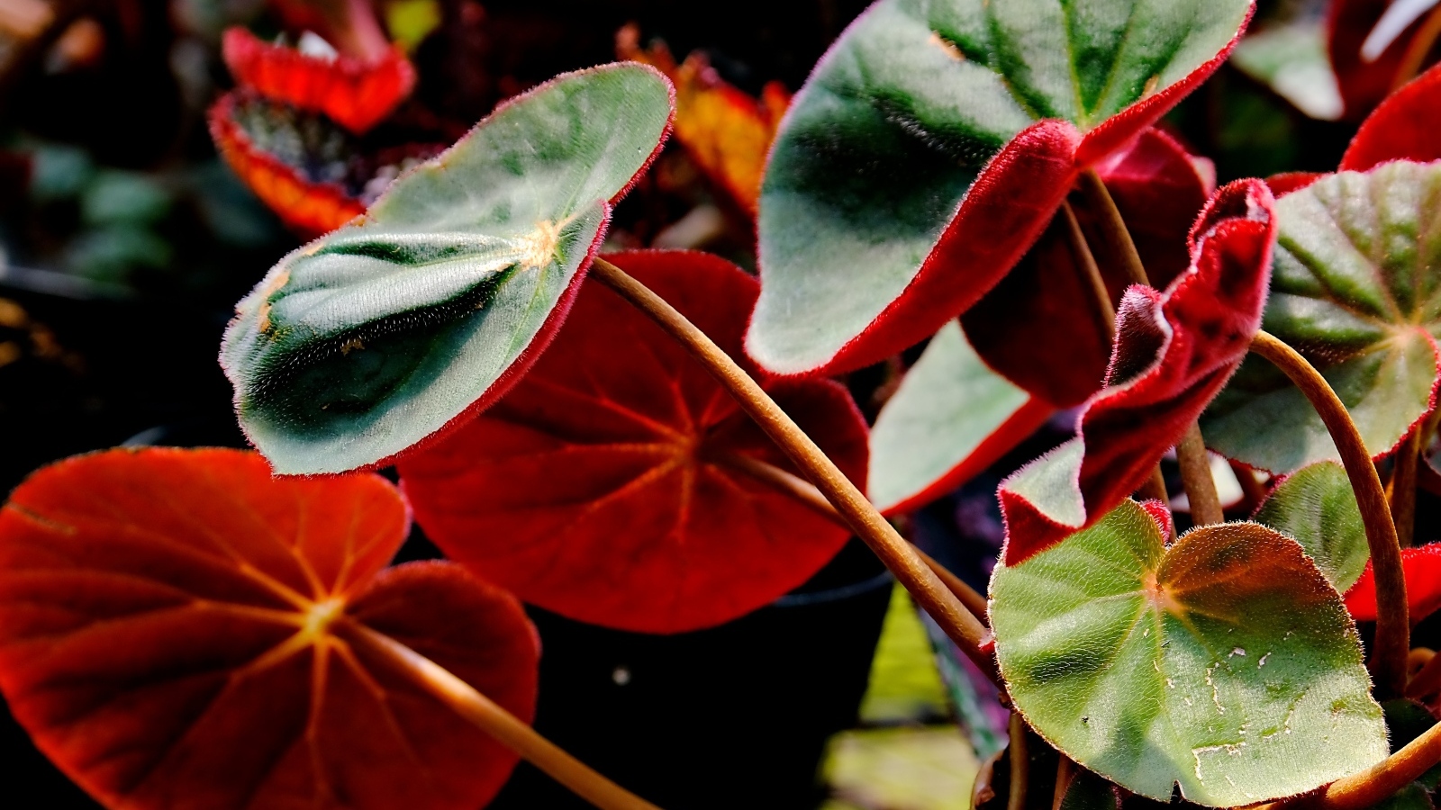 Красные листья бегонии крупным планом