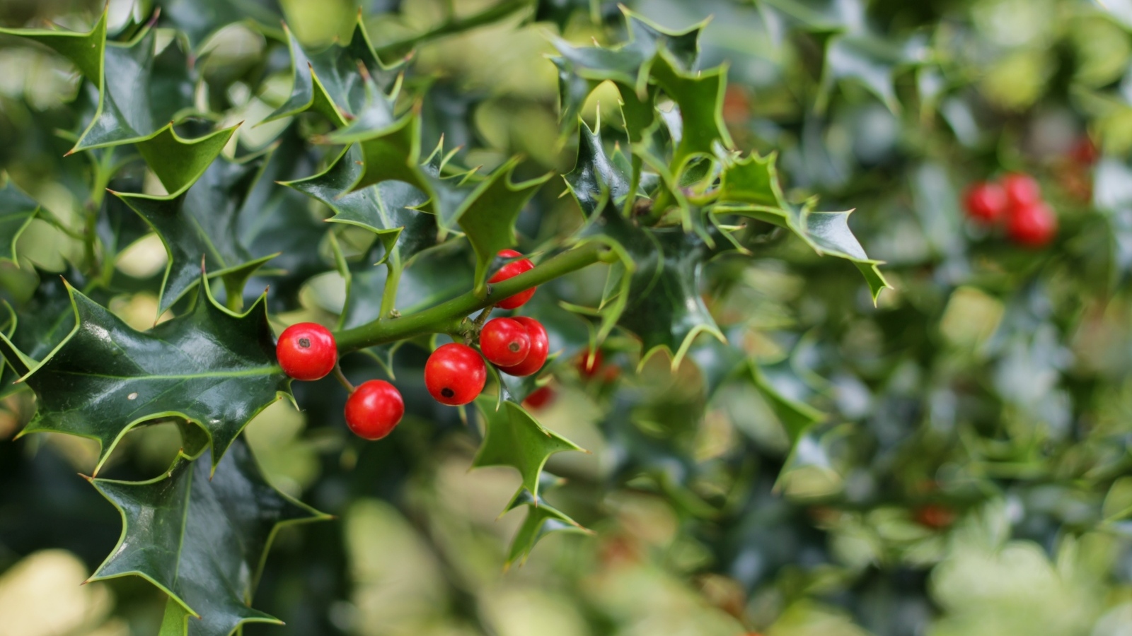 Красные ягоды на ветке с зелеными листьями