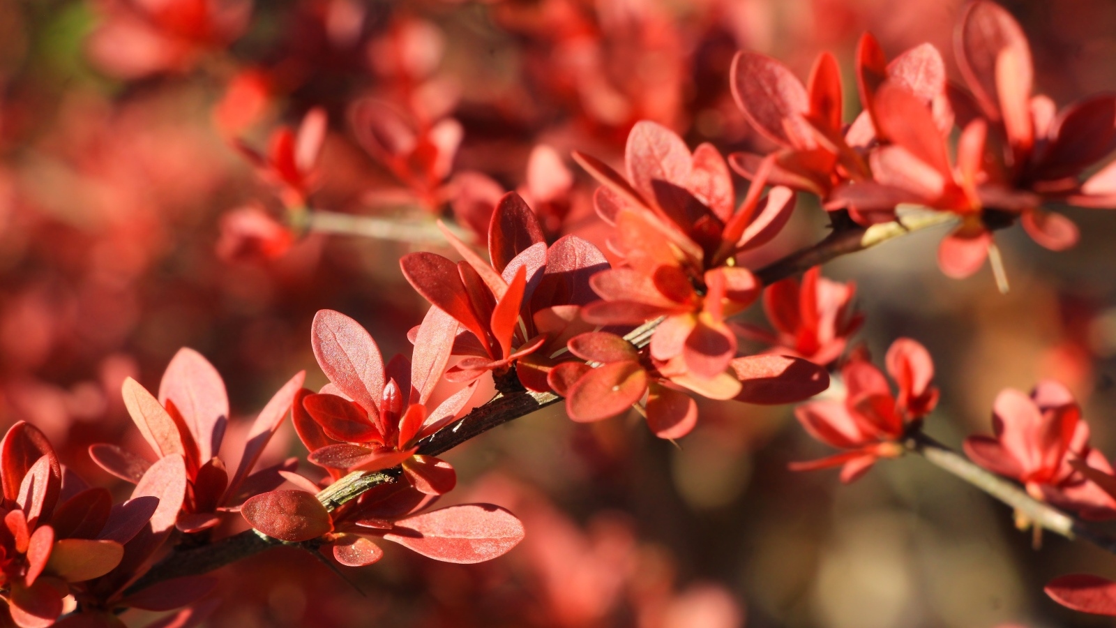 Мелкие красные листья на ветке крупным планом