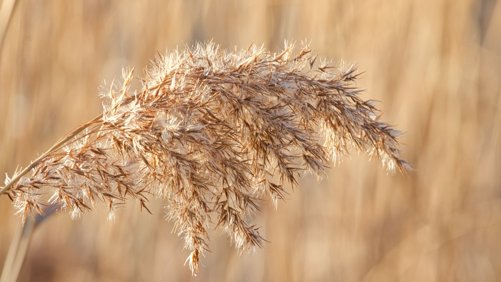 Колос растения в лучах солнца