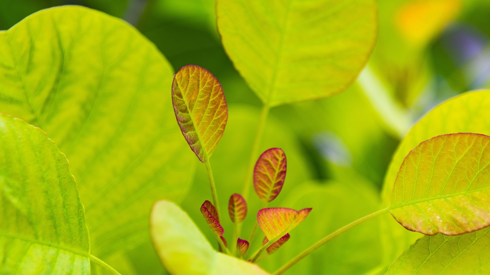 Нежные молодые зеленые листья