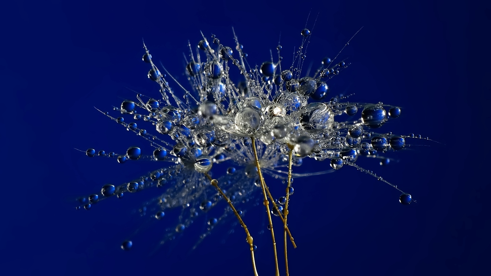 Мокрые остатки одуванчика на синем фоне