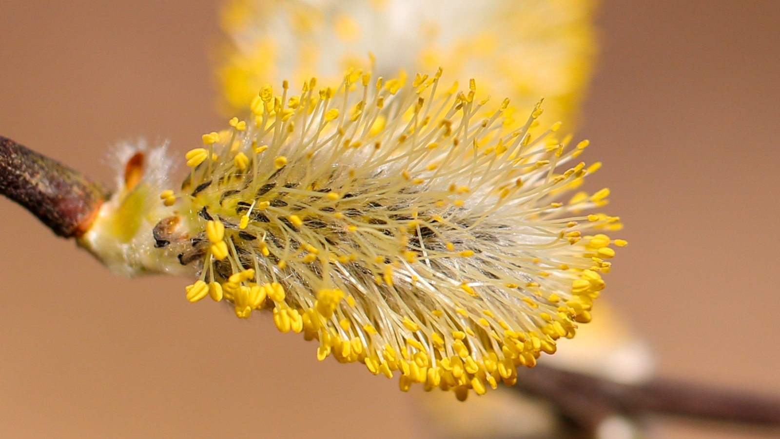 Распускается ива на дереве весной