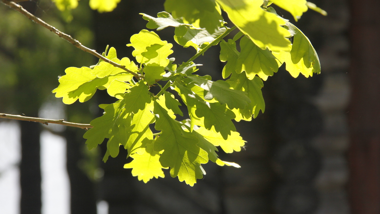 Молодые зеленые листья дуба в лучах солнца