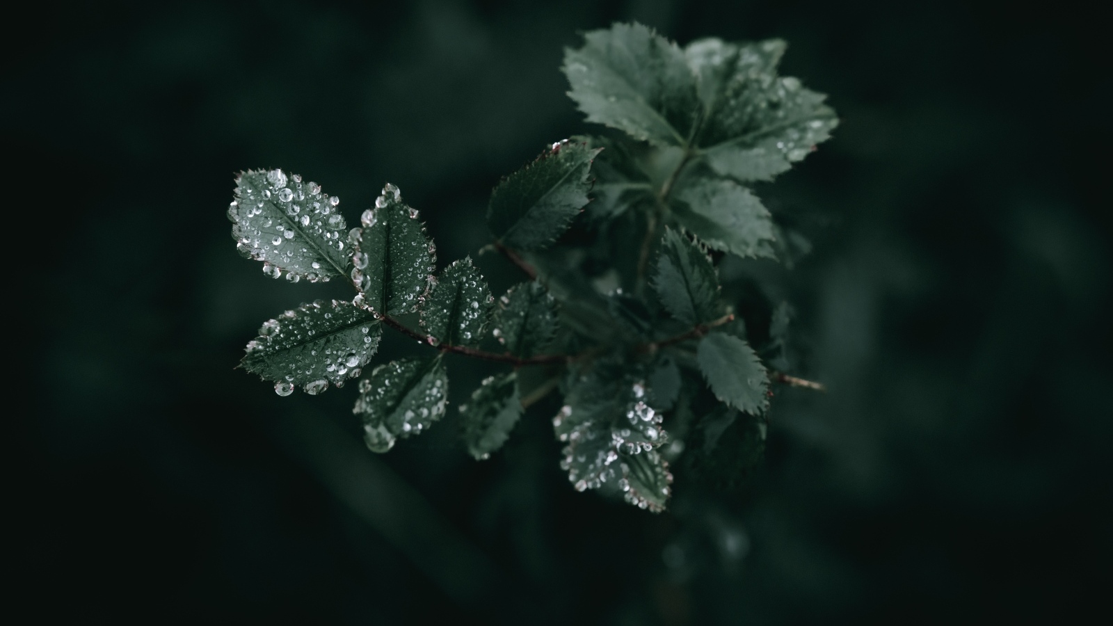 Молодые зеленые листья розы в каплях дождя