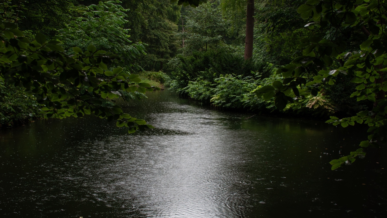 Лесное озеро под дождем летом