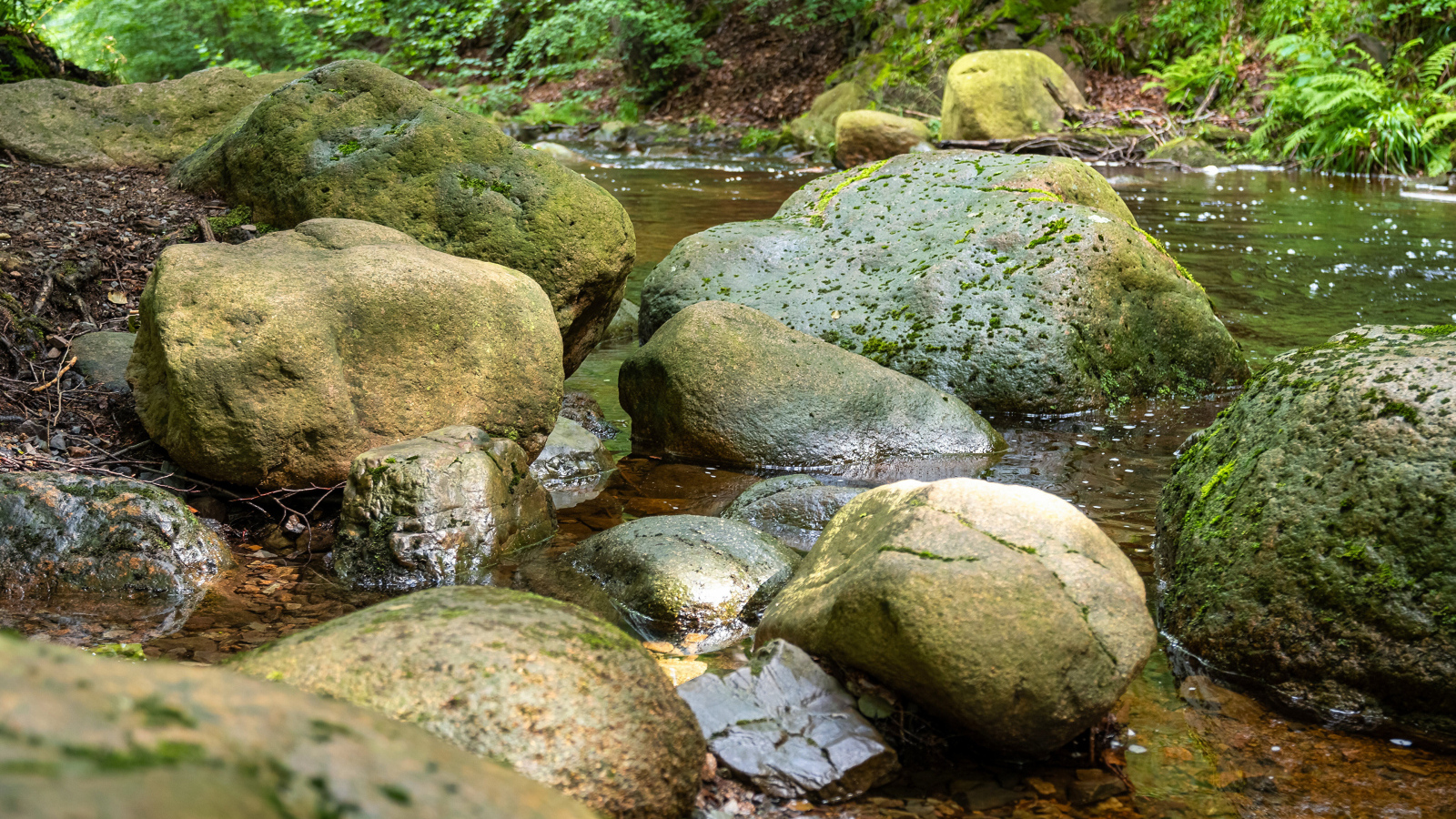 Большие мокрые камни лежат в лесной реке