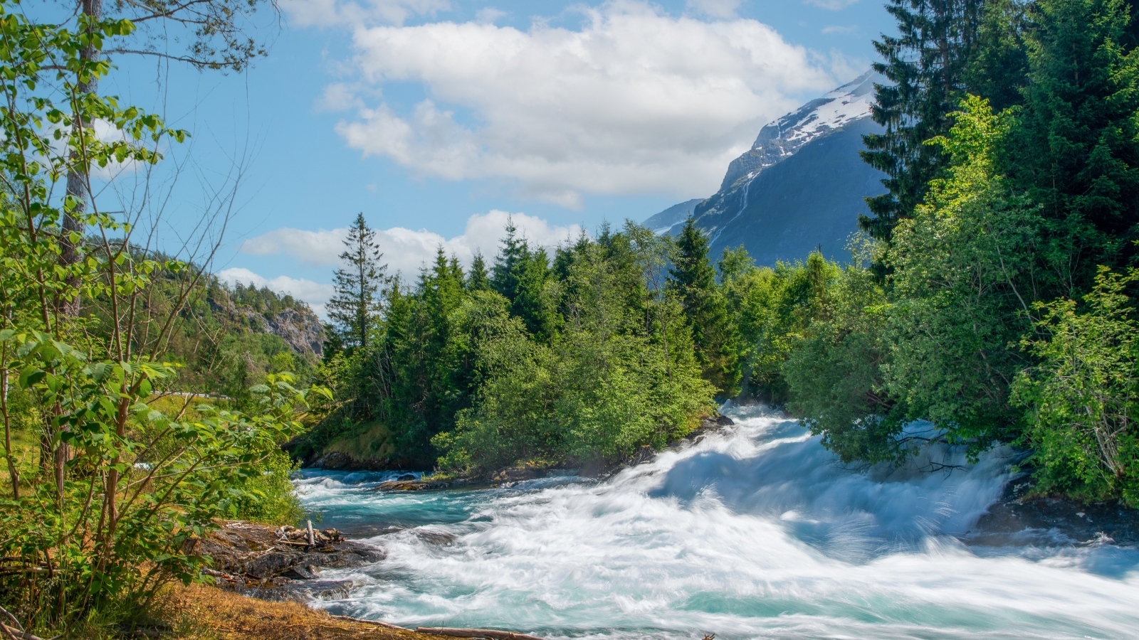 Бушующая быстрая река в лесу