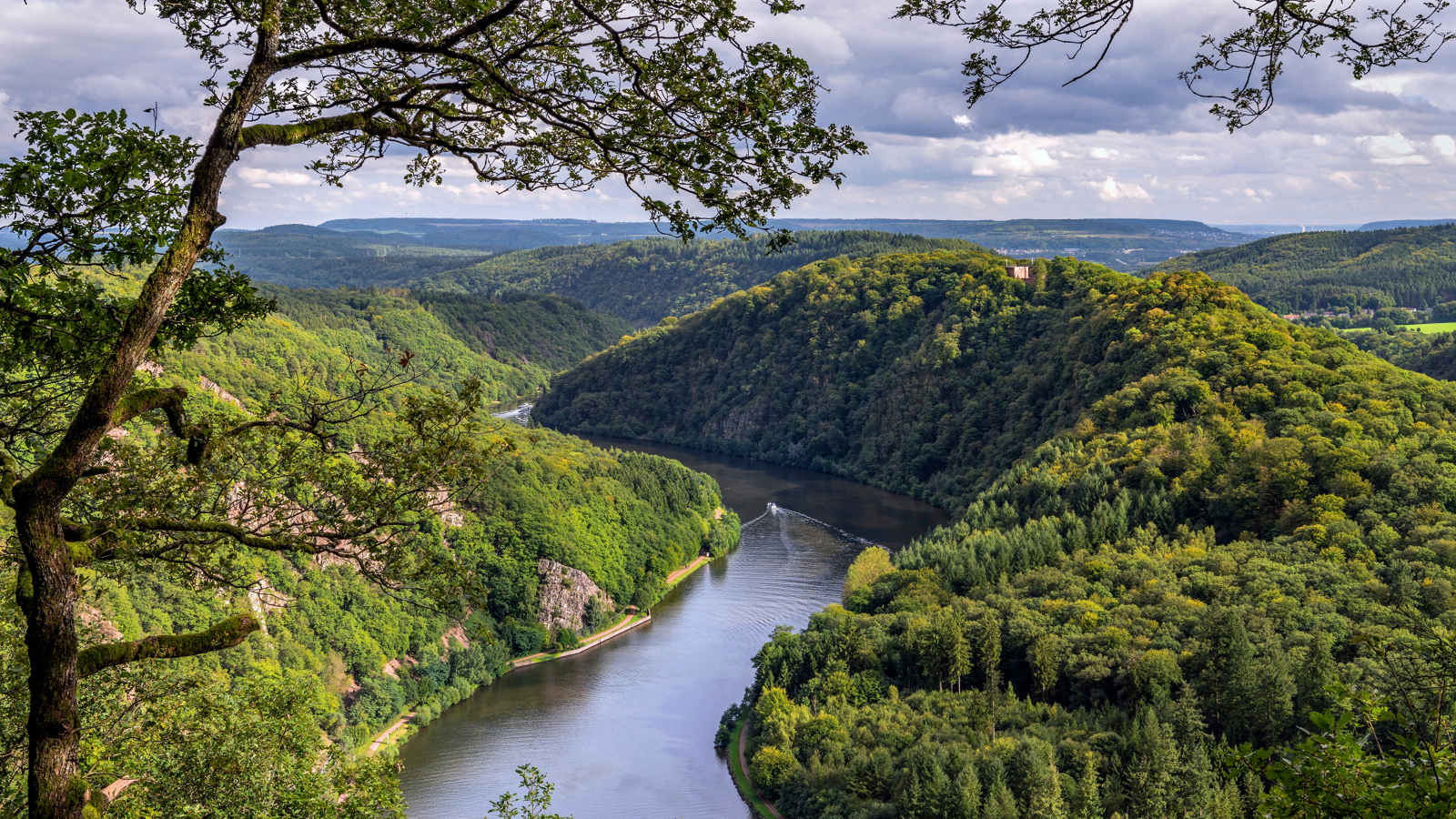 Река в густых зеленых зарослях деревьев