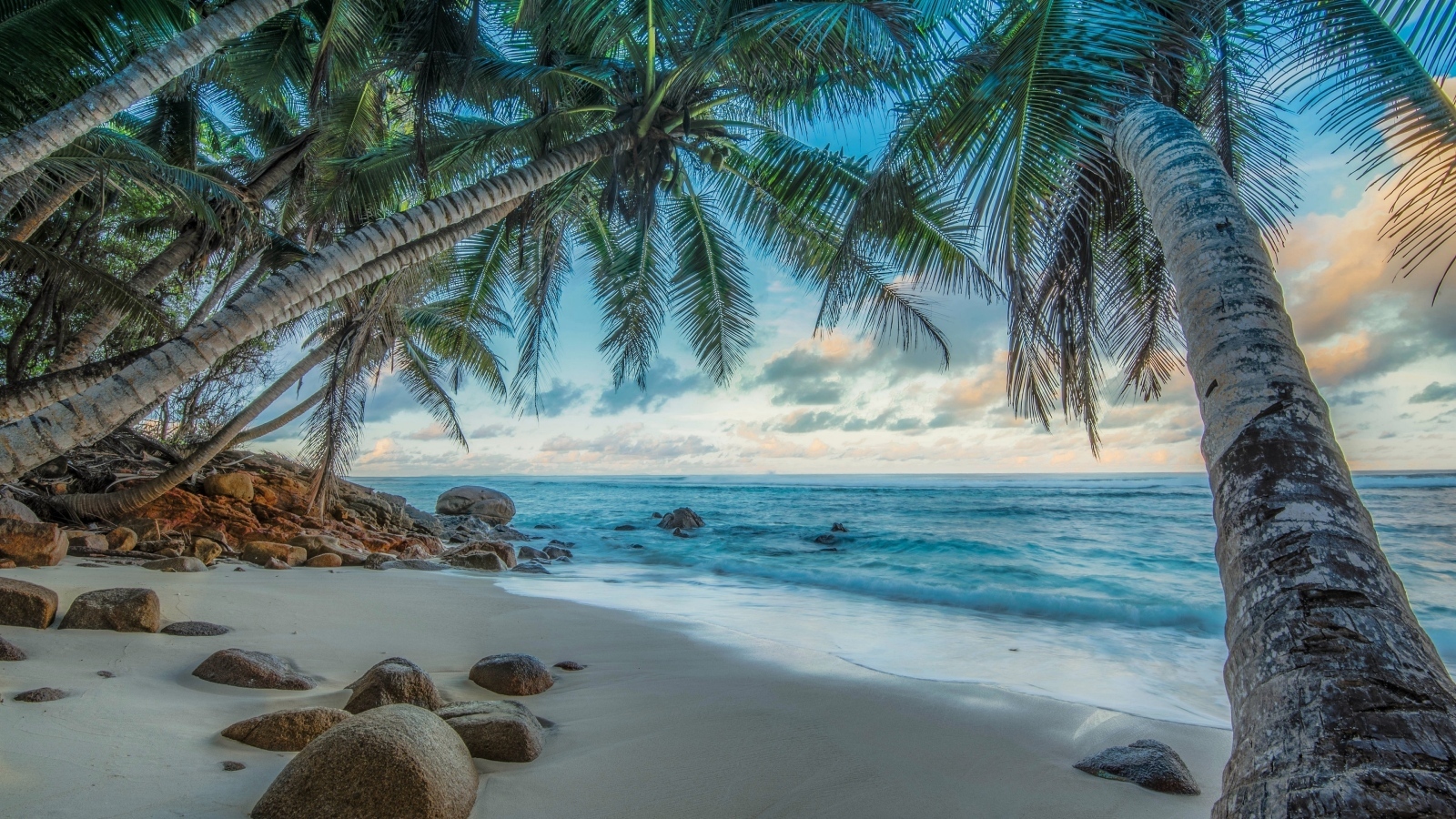 Высокие пальмы на тропическом острове  у моря