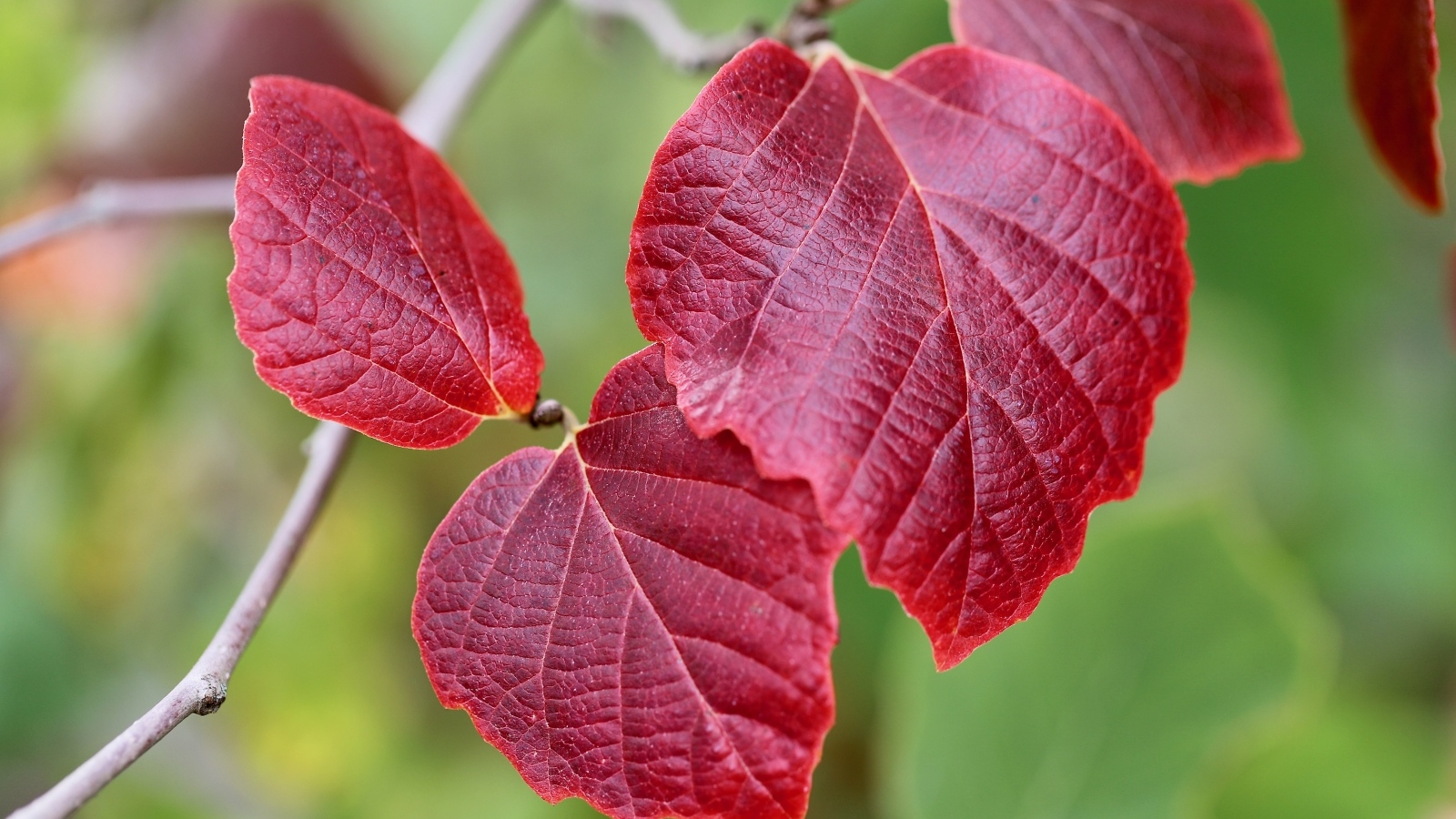Красные листья на ветке дерева