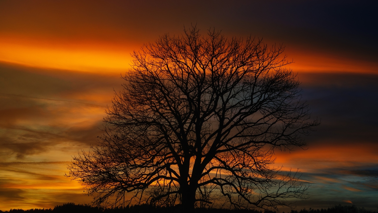 Опавшее дерево стоит на фоне неба на закате