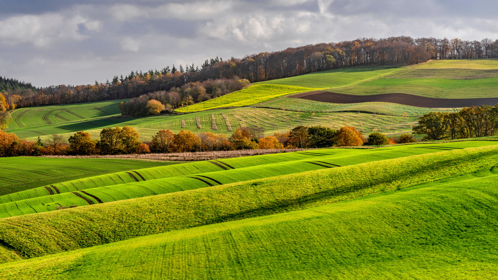 Покрытые зелеными растениями поля в Германии