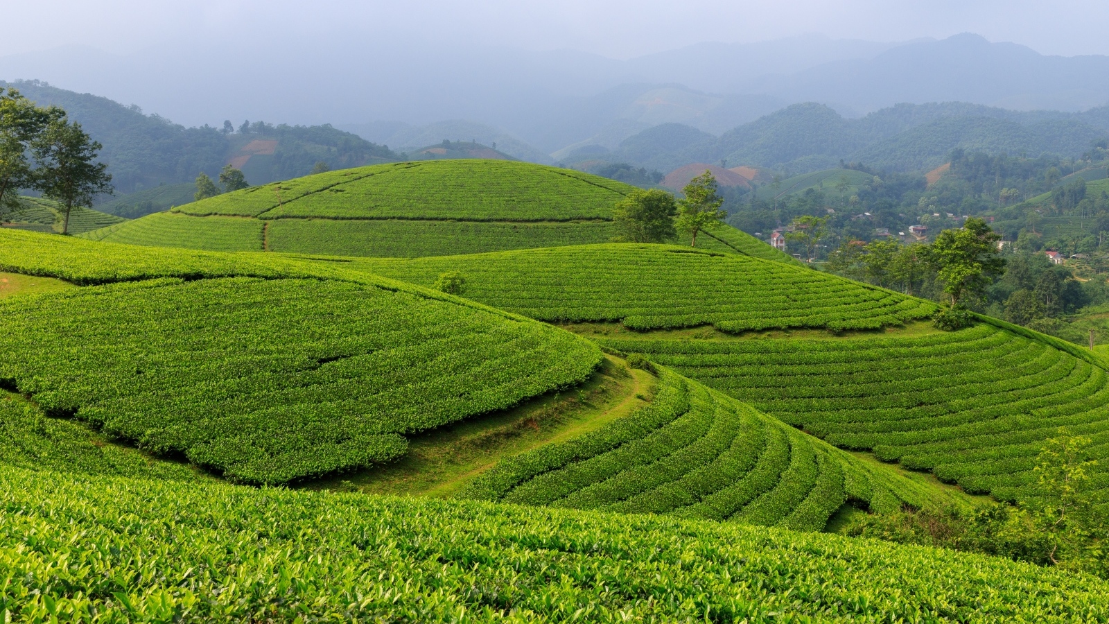 Зеленые чайные плантации, Вьетнам