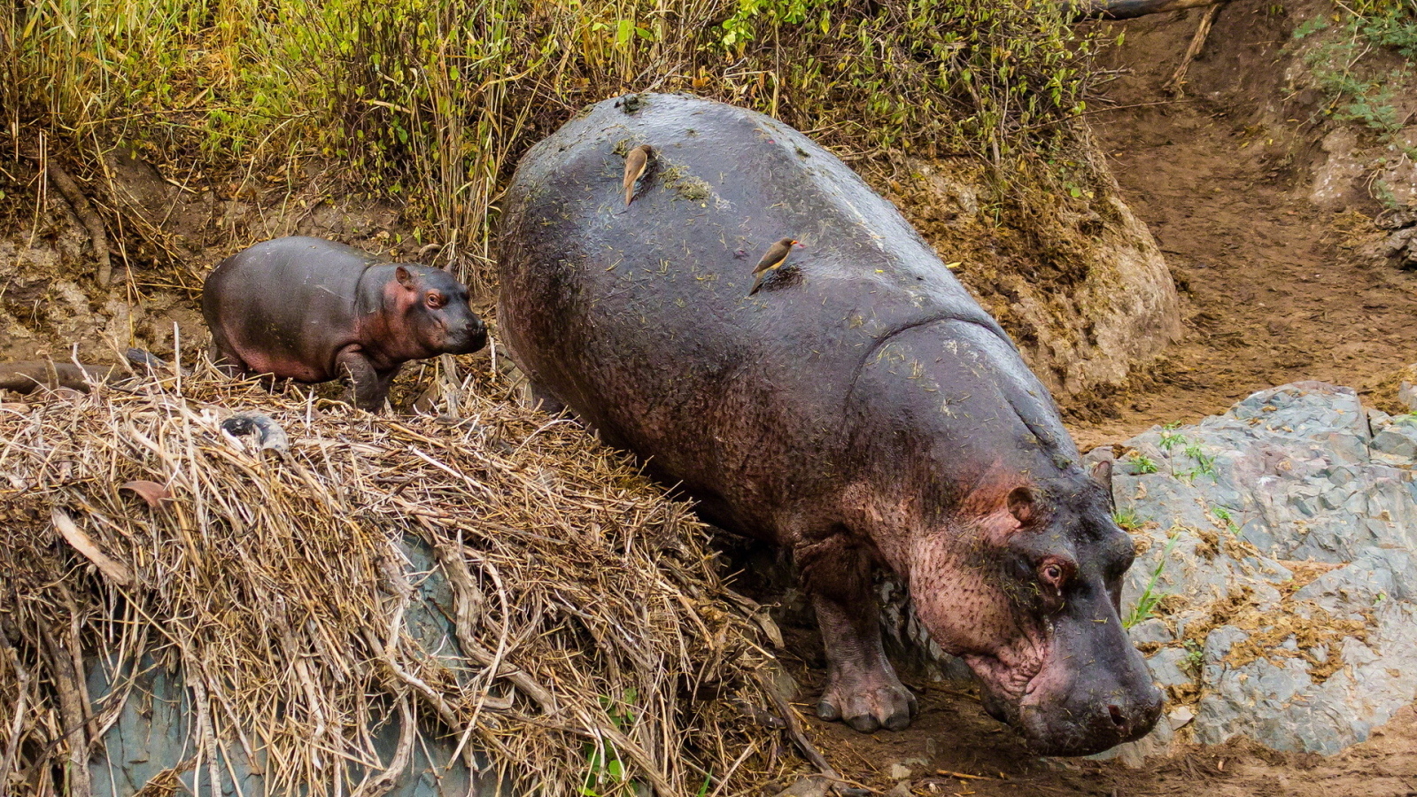 Гиппопотам с детенышем в зоопарке