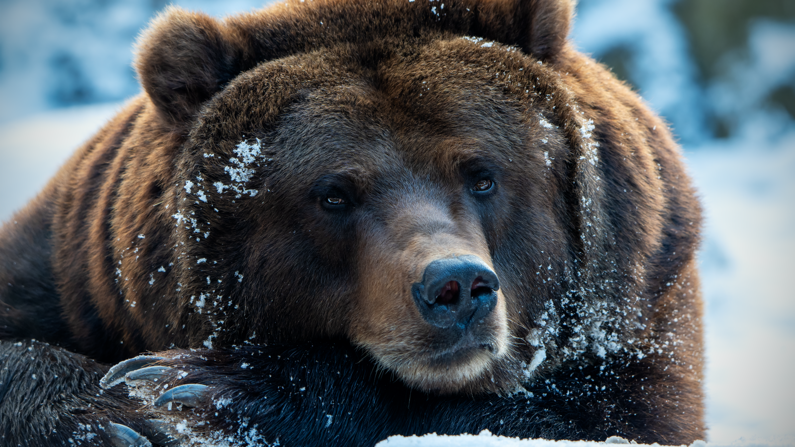Большой хищный бурый медведь лежит на снегу