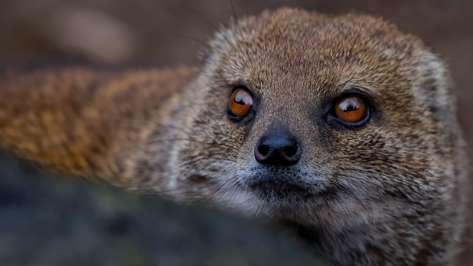 Большие карие глаза мангуста