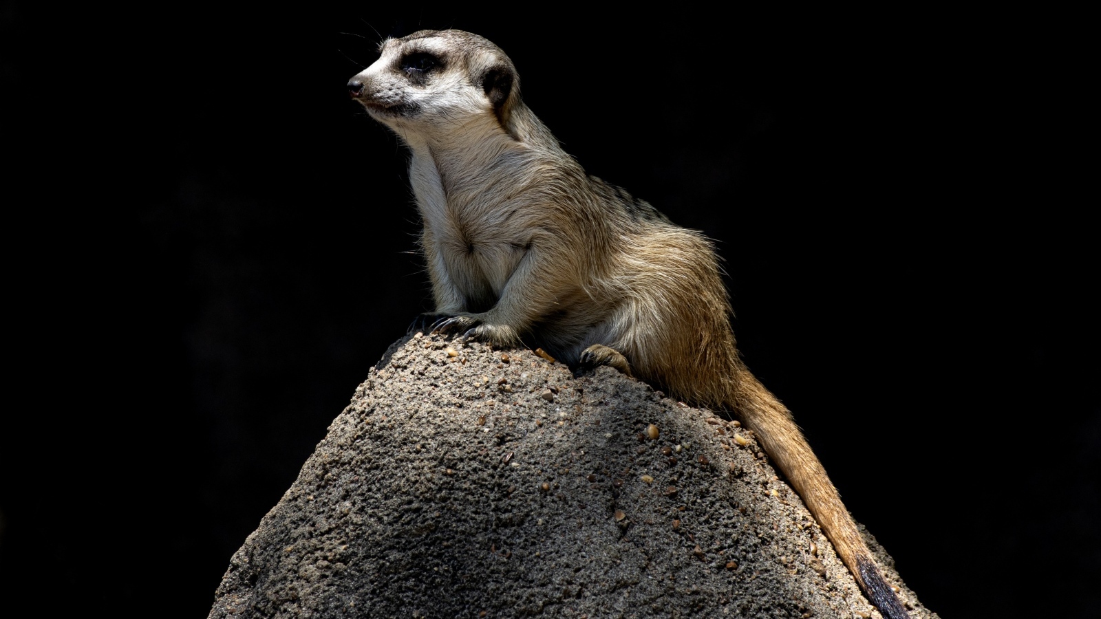 Маленький сурикат сидит на камне на черном фоне