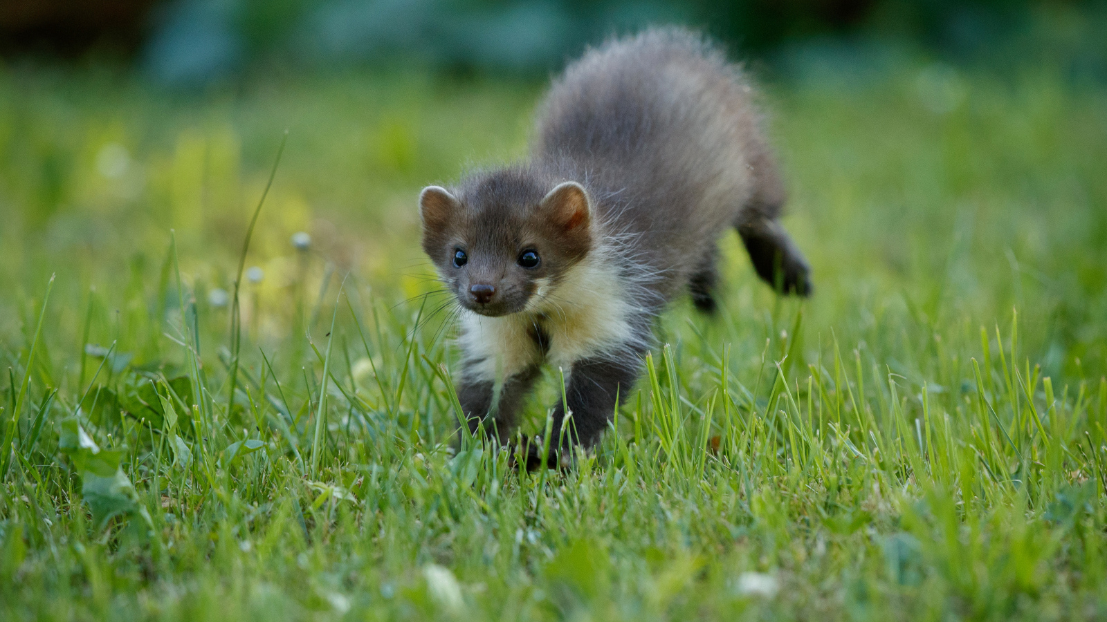Маленькая ласка на зеленой  траве