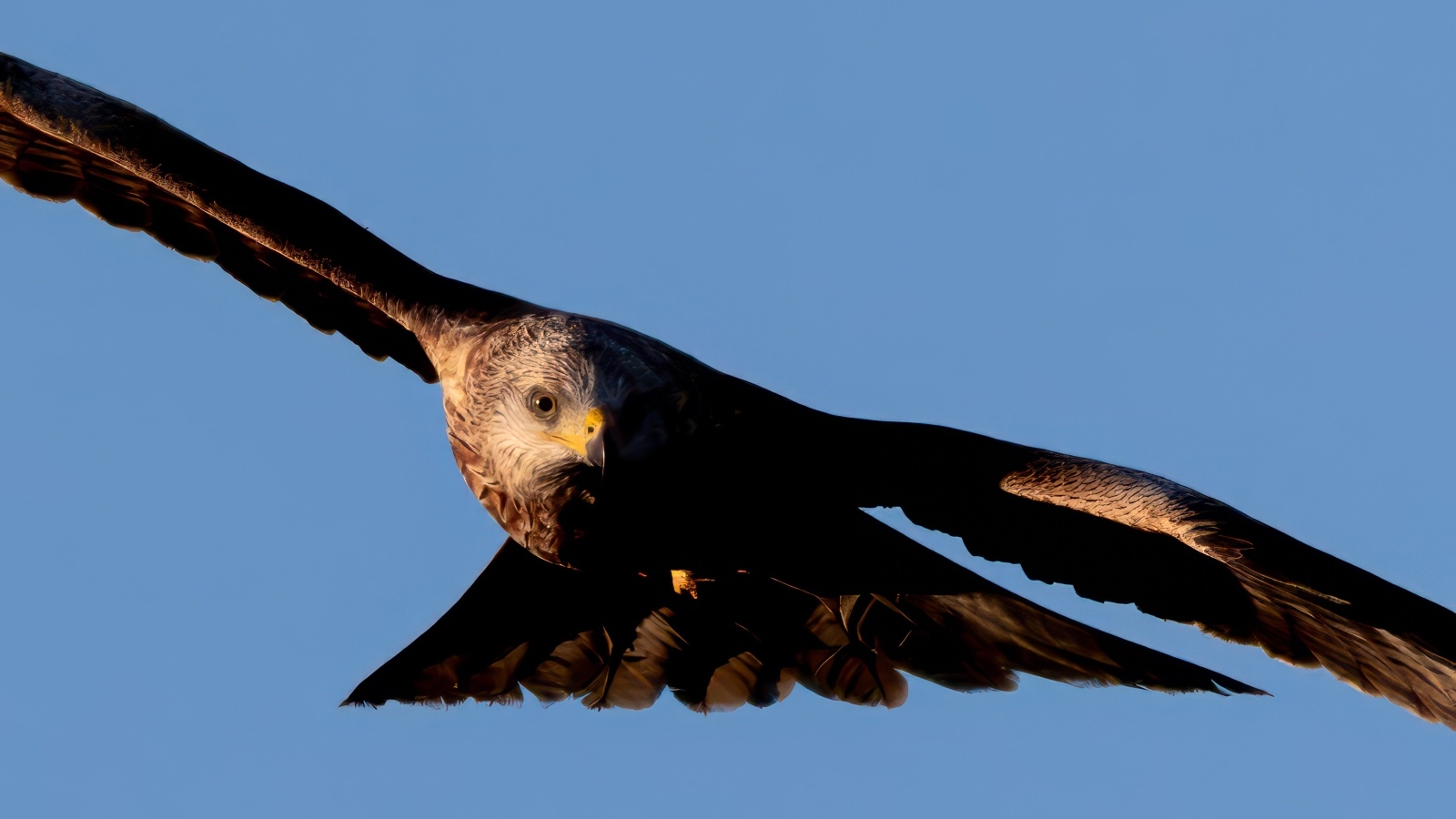 Большой красный коршун летает в небе