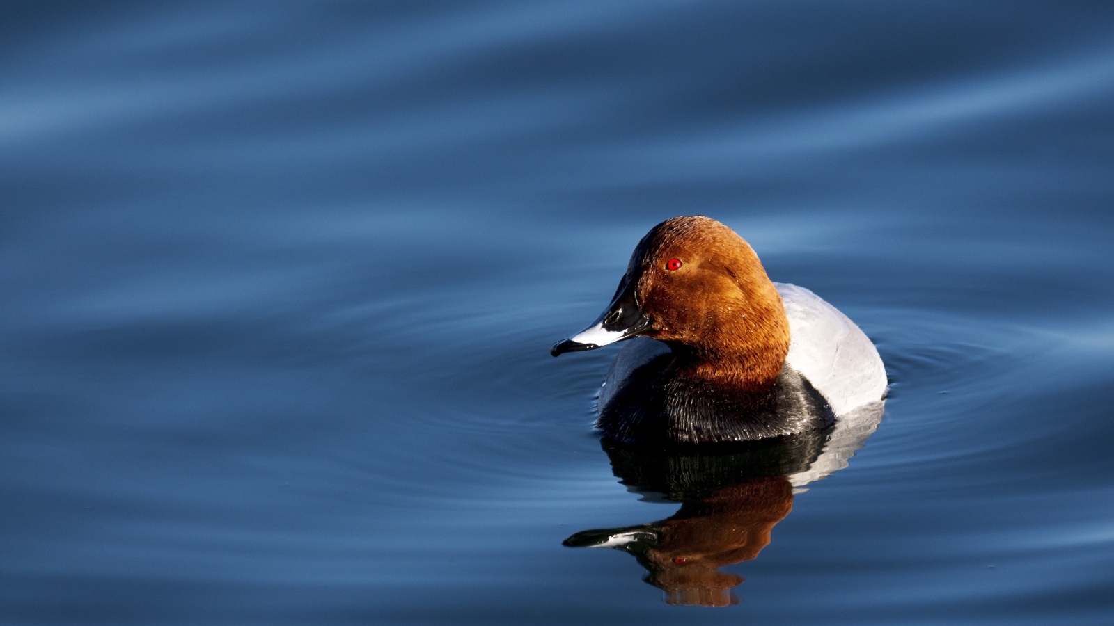 Утка отражается в темной воде озера