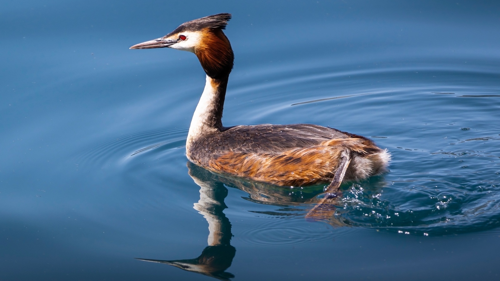 Птица поганка с острым клювом плавает в воде