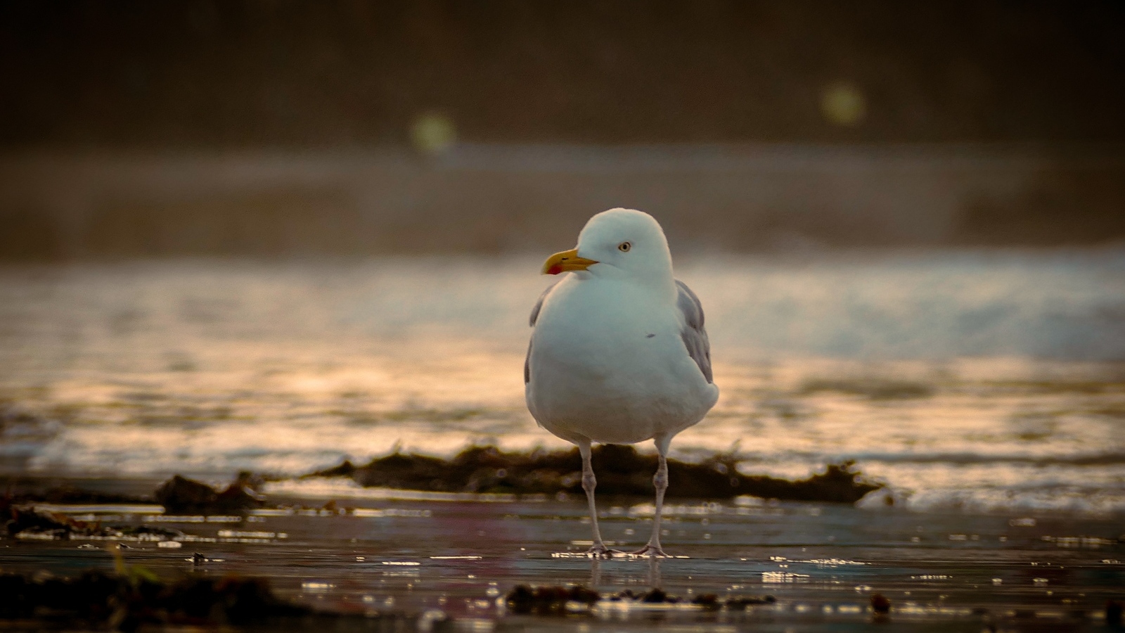 Большая чайка стоит в воде